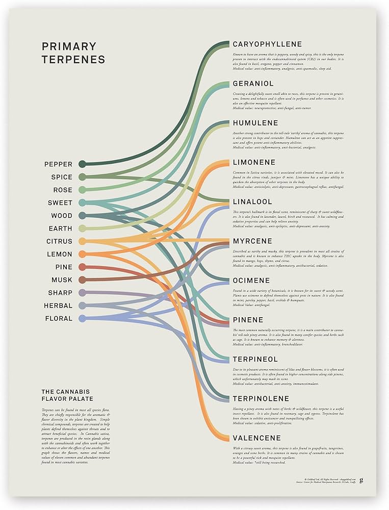 Cannabis terpenes chart showing myrcene limonene caryophyllene and Trump OG strain terpene profile