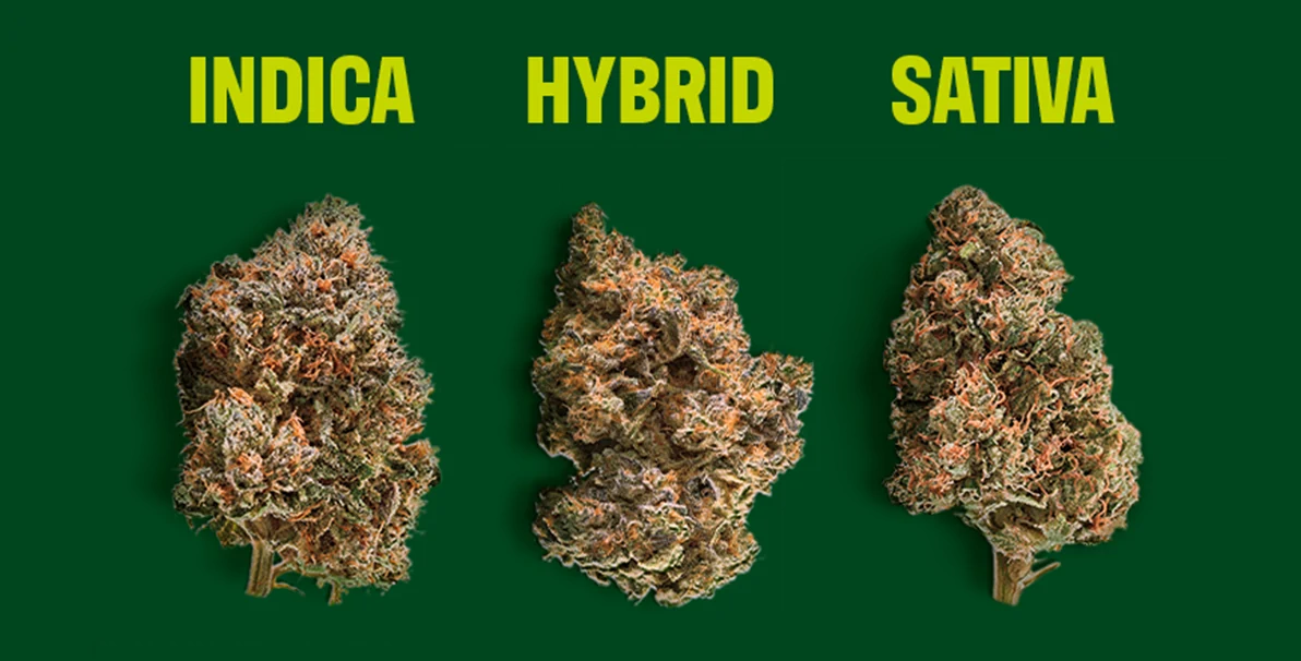 Indica vs sativa vs hybrid cannabis strain comparison chart for sleep and relaxation effects