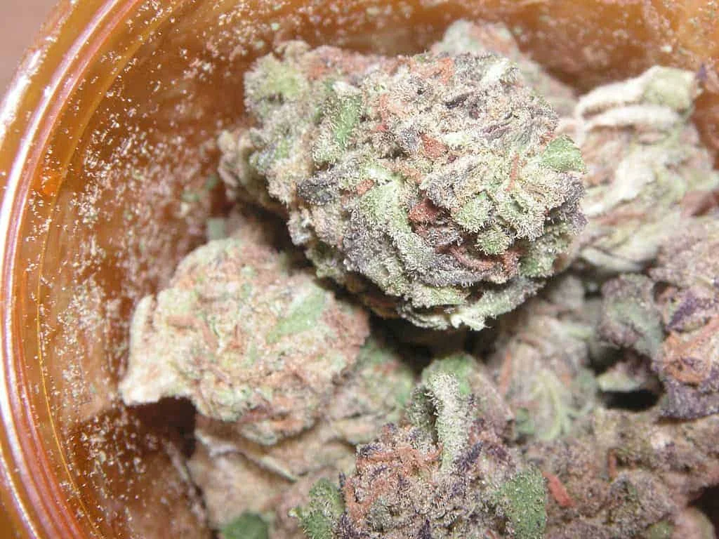 Best indica cannabis strains for sleep including Trump OG, Granddaddy Purple, and Northern Lights buds