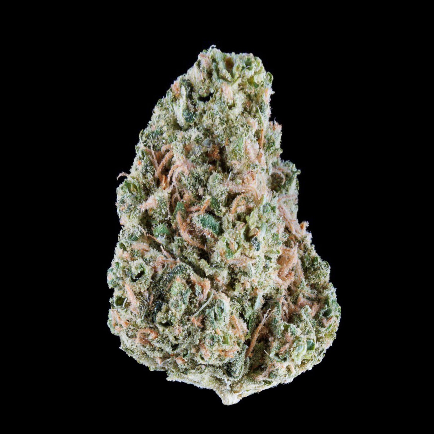 OG Kush vs Trump OG: Understanding the Legendary Lineage OG Kush cannabis strain genetics comparison showing indica dominant hybrid characteristics