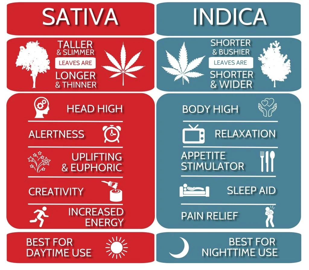 Indica vs sativa comparison chart showing effects, benefits, and differences between cannabis strain types